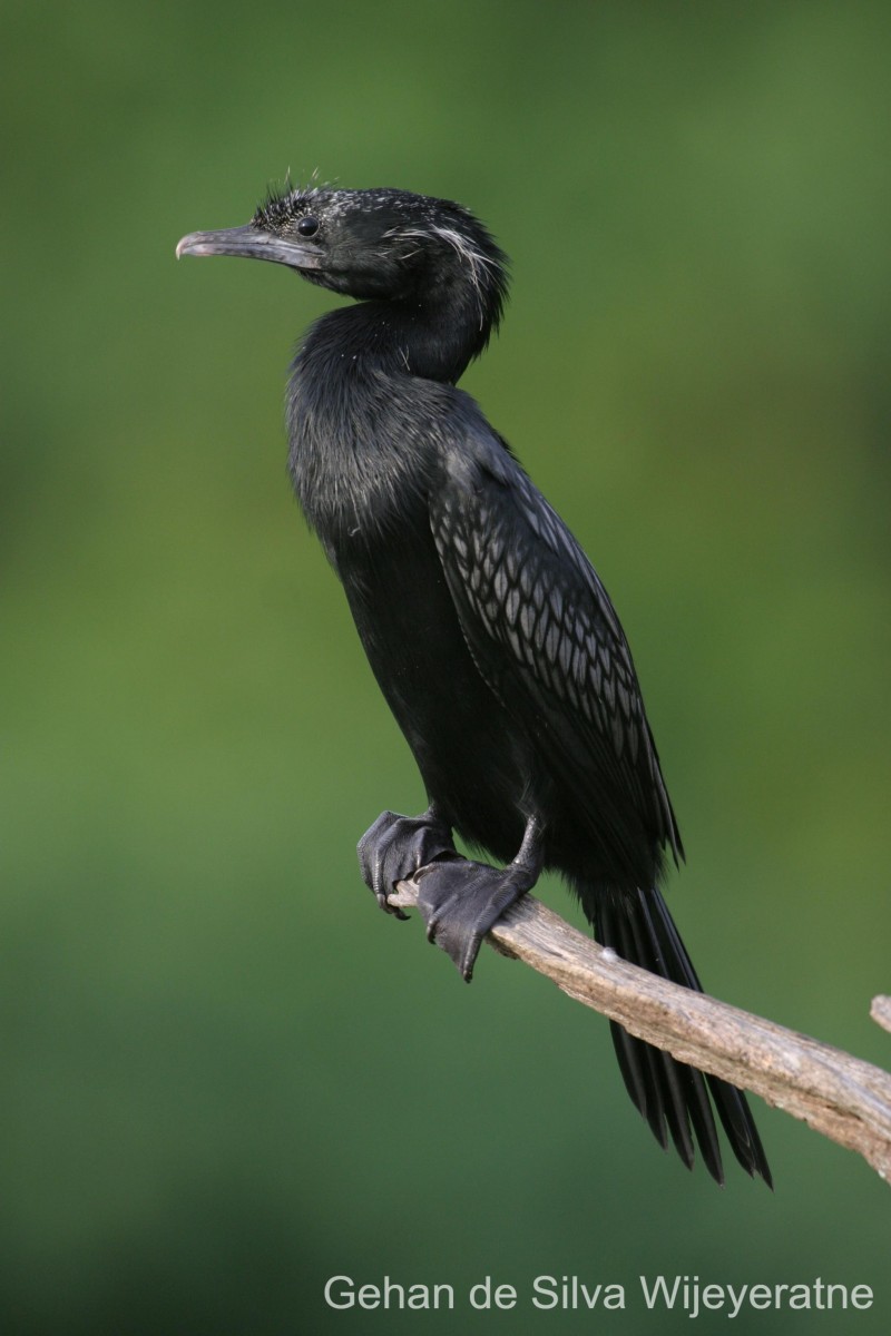 Phalacrocoracidae